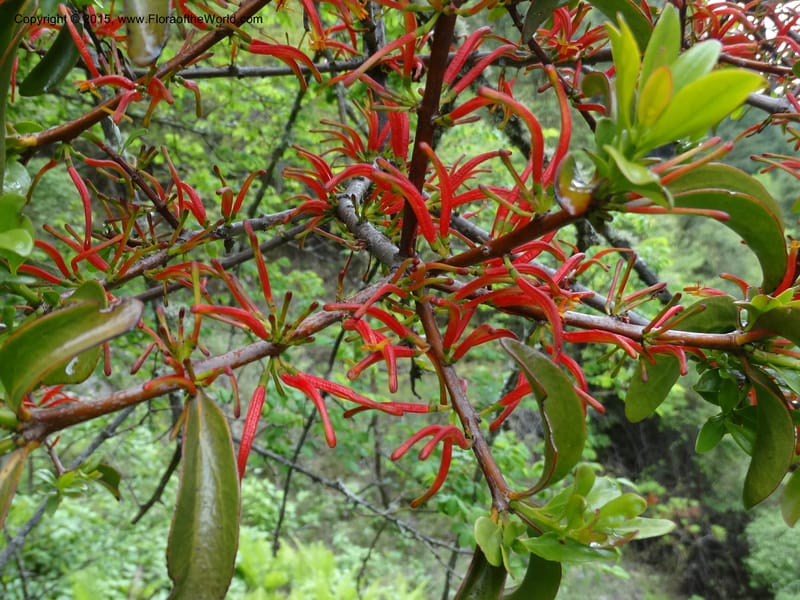 Taxillus delavayi, Boufford, D 43731--China. Sichuan. Taxillus stop. 14 May 2014. DSC06581 (45).JPG