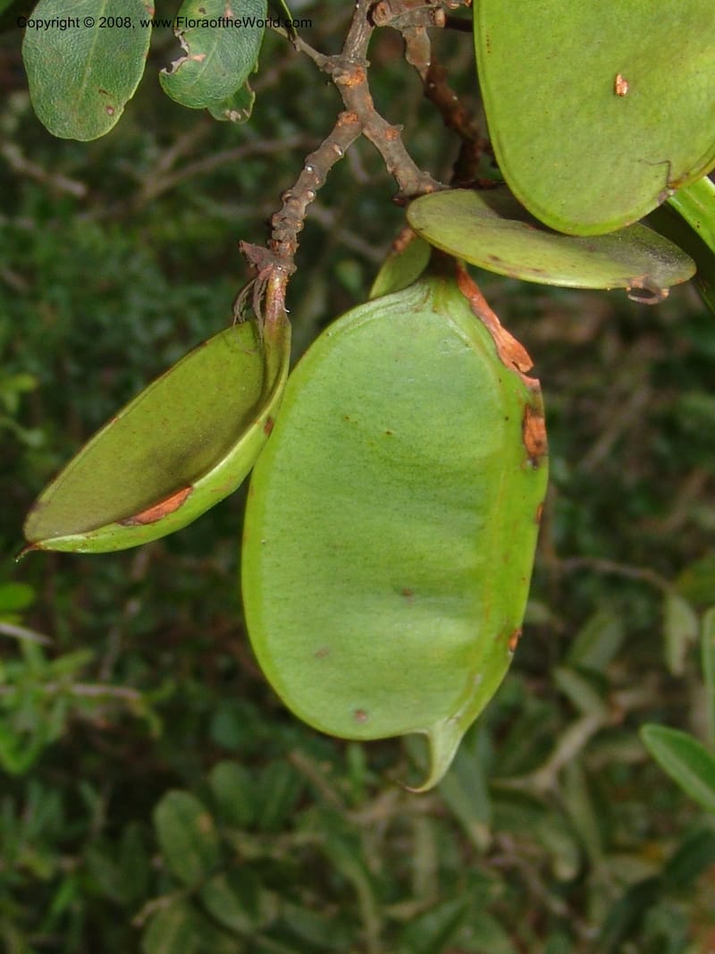 Schotia latifolia--So.Africa. E. Cape. Uitenhage Nat. Res. 6 Mch 05. 183.jpg