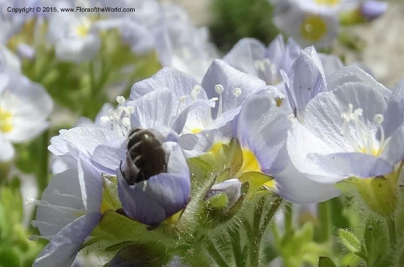 Polemonium pulcherrimum, Davidson, C 12552--Idaho. Valley Co. FS Rd. 431. 1 Jul 2014. DSC09329 (19).JPG