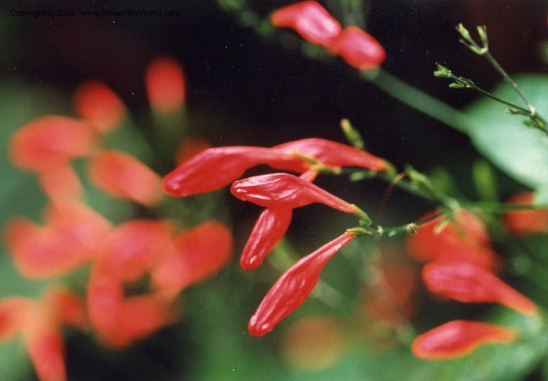 Ruellia graecizans--MO. Missouri Bot. Garden. 31 Jul 99. 003.jpg