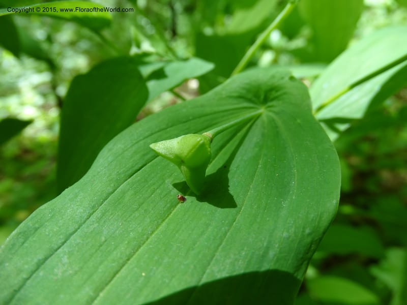 Uvularia grandiflora, Davidson, C 12986--North Carolina. Clay Co. Perry Gap Rd, Barnard's Cr. 13 May 2015. DSC04860 (137).JPG