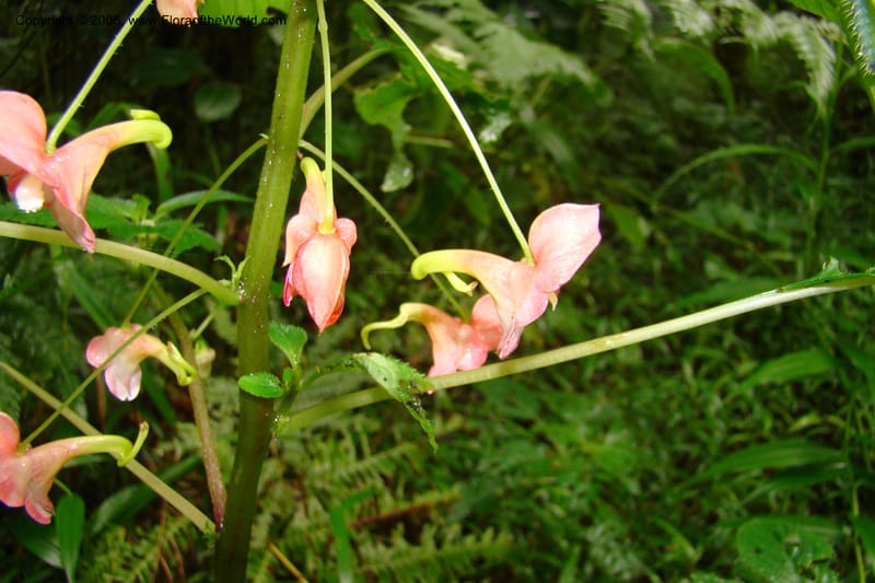 Impatiens austrotanzanica, WKindeketa2975--Tanz. Rungwe Distr. Rungwe For. Res. 24 Jan 08. 060.jpg