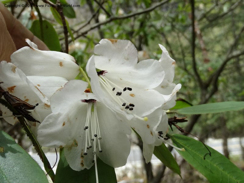 Rhododendron, Boufford, D 43643--China. Sichuan. XiaYingShan to XiangZhai. 10 May 2014. DSC05109 (141).JPG