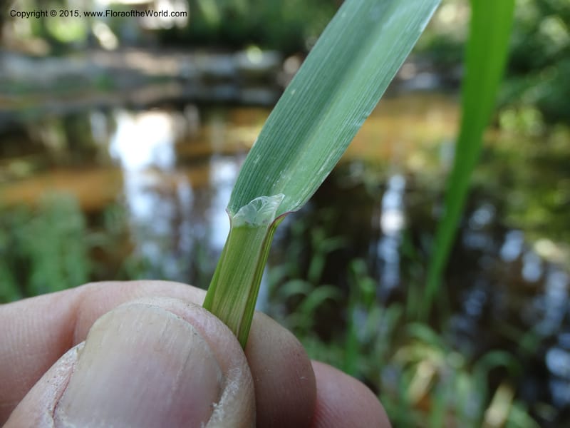 Torreyochloa pallida var. pauciflora, Davidson, C 12609--Idaho. Valley Co. Payette Lake. Sylvan Cr. 20 Jul 2014. DSC00669 (53).JPG