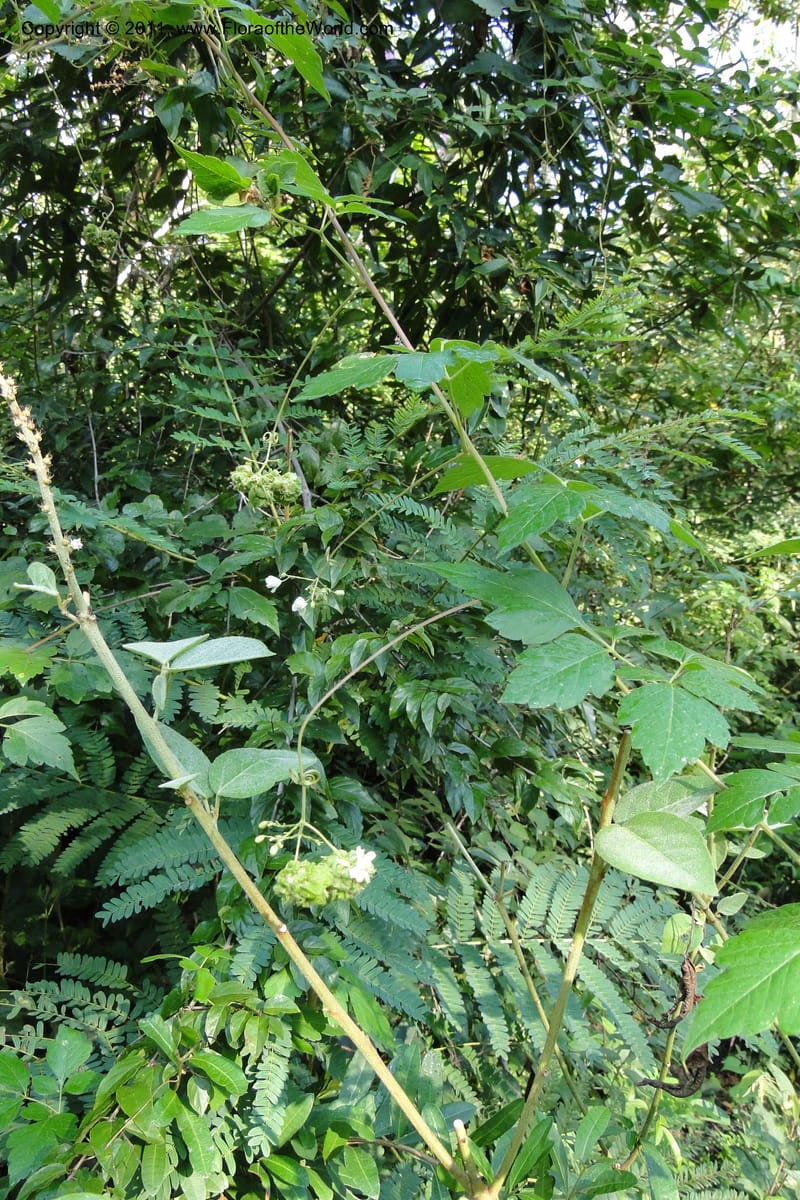 Urvillea, W. D. Stevens 31269--Paraguay. Edo. Concepcion. Esta. Garay Cue. 20 Mar 2011. 008 (17).jpg