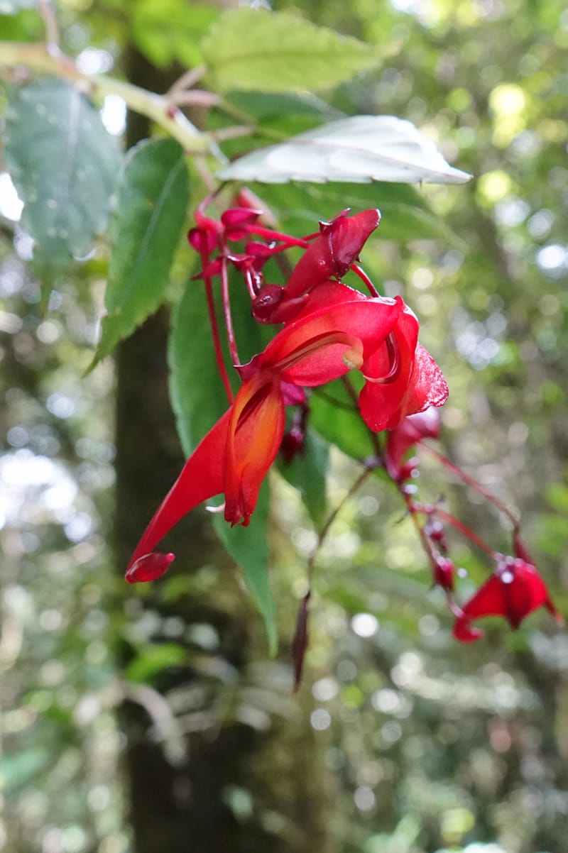 Impatiens, C. Davidson 13908--Gabon. M de C. Sent. Andok. 28 Oct 2018. DSC09339 (331).JPG
