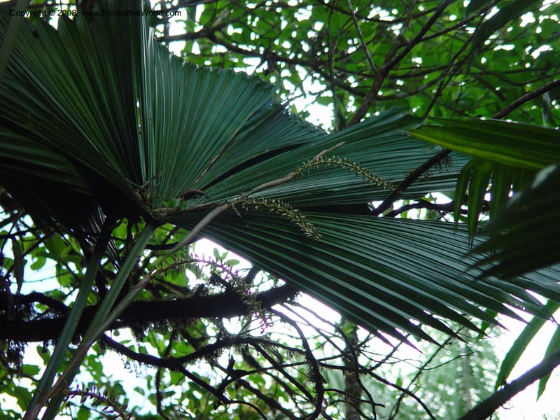 Licuala peltata--Costa Rica. Wilson Garden. 25 Feb 02. 003.jpg