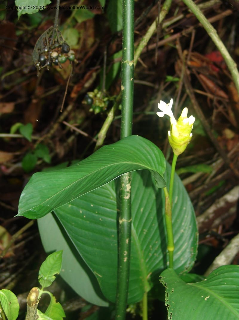 Calathea marantifolia--Costa Rica. Prov. Limon. La Selva Biol. Sta. 5 Nov 05. 034.jpg