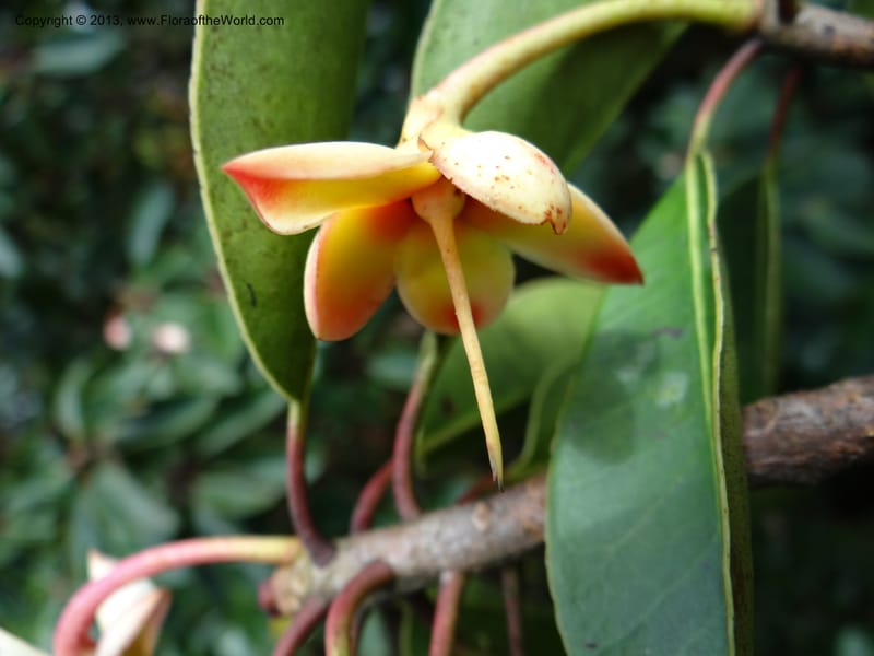 Anneslea fragrans, VC 5499--Thailand. Chiang Mai. Doi Inthanon Nat. Park. 8 Nov 2012. DSC07747 (133).JPG