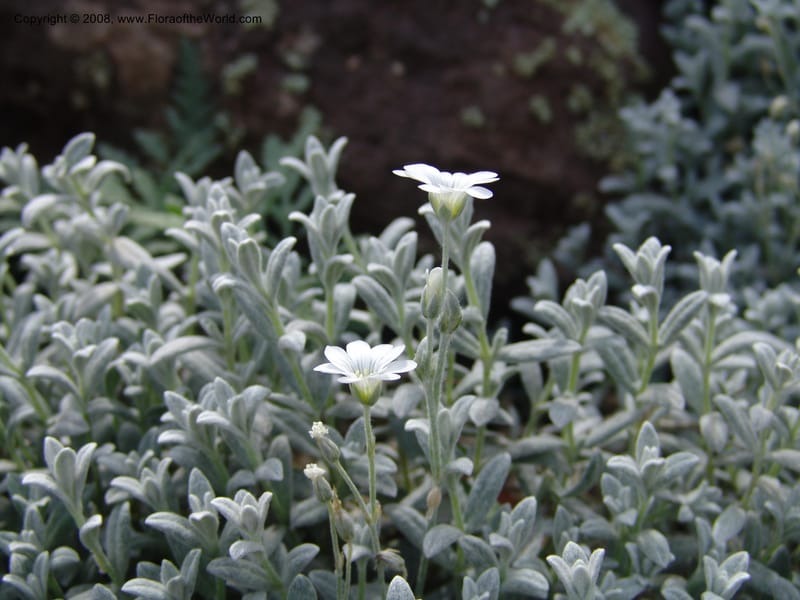 Cerastium tomentosum--AZ.  Arboretum at Flagstaff. 3 Sep 04.  166.jpg