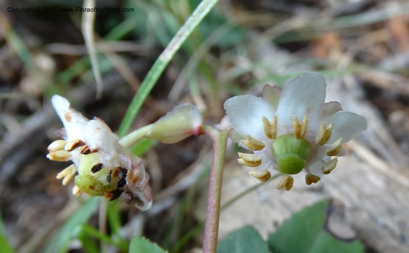 Chimaphila menziesii, Davidson, C 12632--ID. Idaho Co. Seven Devils Campground. 11 Aug 2014. DSC00412 (75).JPG
