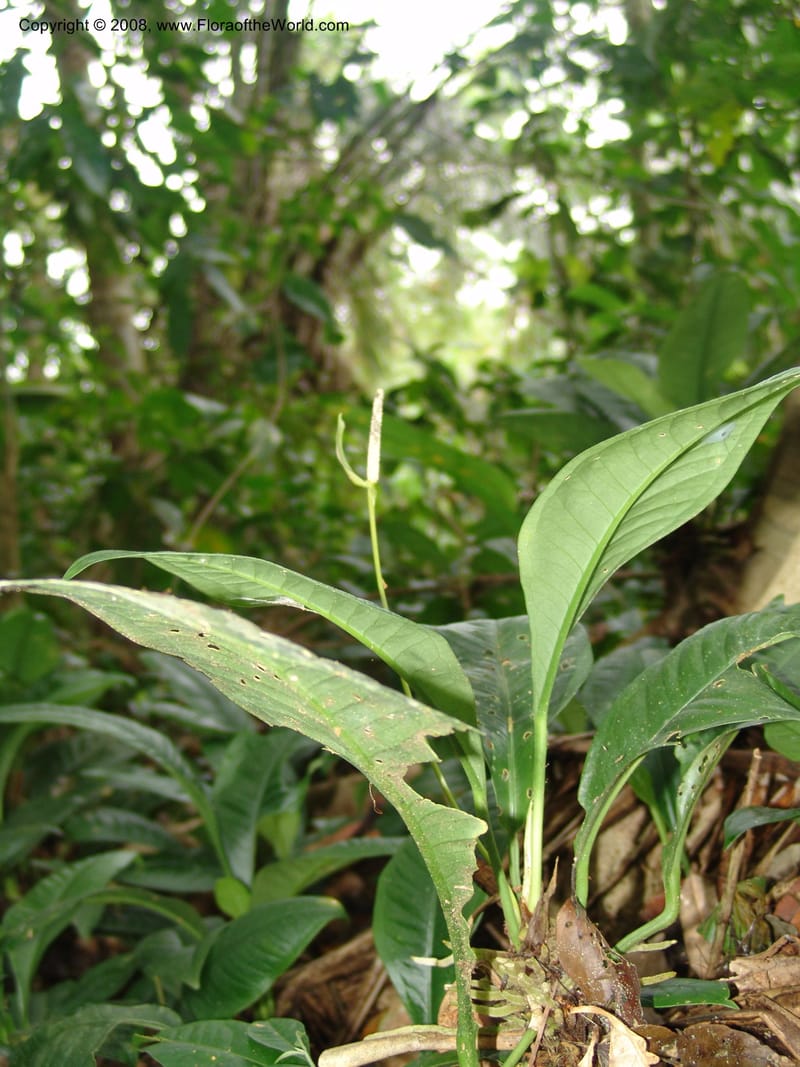 Anthurium oxycarpum, AAraujoM3111--Bolivia. Pq. Nal. Madidi. Chalalan, Send. Jaguar. 25 Sep 06. 208.jpg