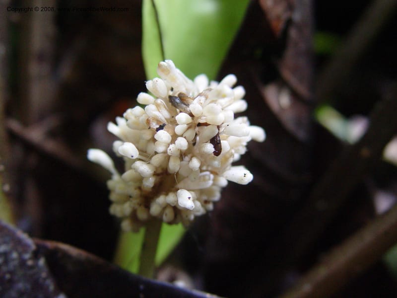 Palisota barteri-Cameroon. Bimbia Mangrove Nat. Trail. 8 Dec 03. 032.jpg