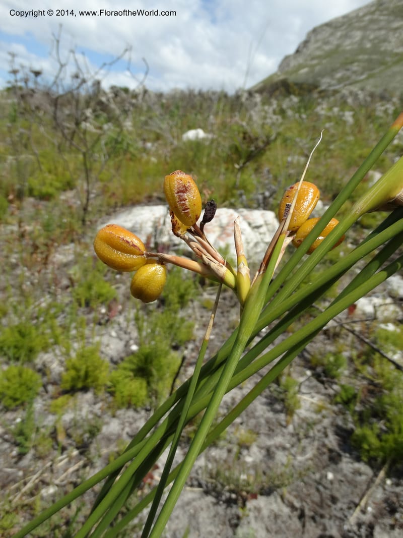 Bobartia indica, Davidson, C 12312--South Africa. Western Cape. E. side, Fernkloof. 24 Jan 2014. DSC01799 (51).JPG