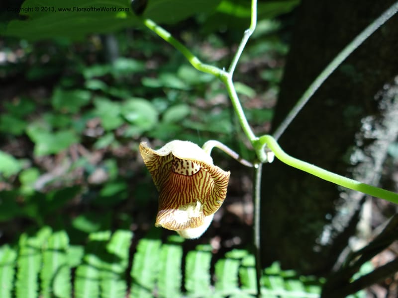 Aristolochia, Li Pan 1205292--China. Zhejiang Prov. Tian Mu Shan. 29 May 2012. DSC00348 (147).JPG