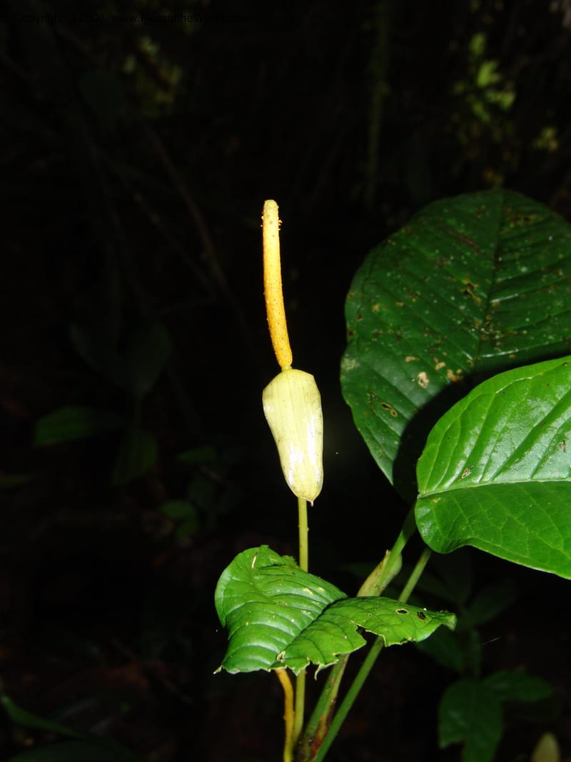 Anthurium amoenum, Croat93532--Ecuador. Prov. Napo. E of D. de Pineda. 17 Aug 04. 018.jpg