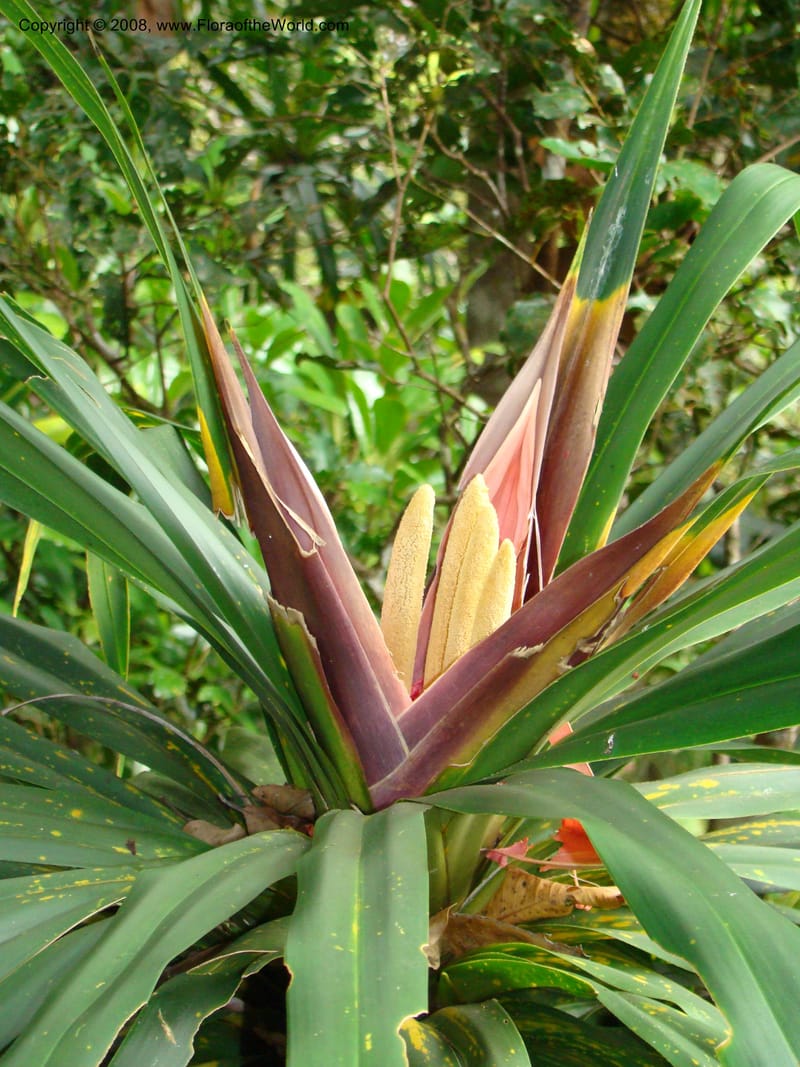 Freycinetia, JMunzinger4780--New Caledonia. Aoupinie. 15 Nov 07. 505.jpg