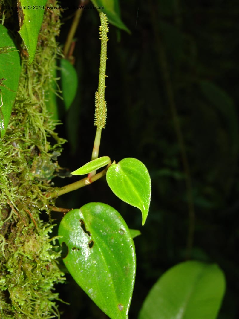 Peperomia, Croat 95716--Ecuador. Maquipucuna Biol. Res. Send. Princip. 11 Mar 06. 107.jpg