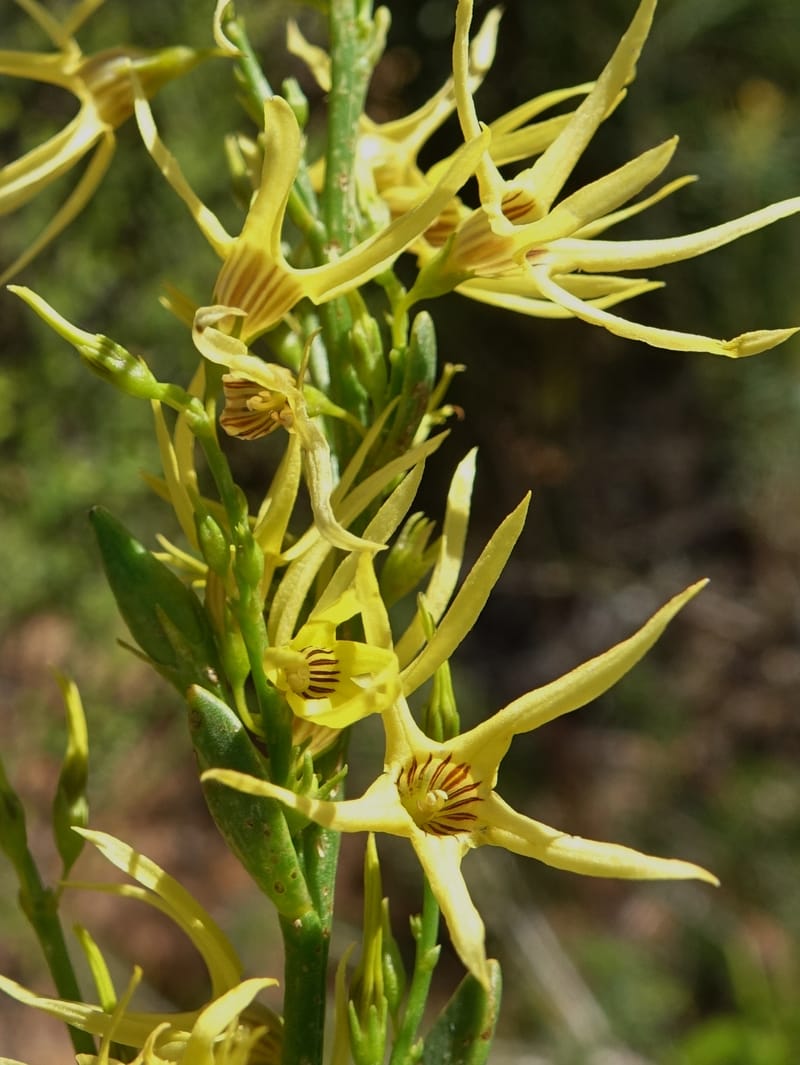 Anthocercis littorea, Davidson, C 13435--Australia. W. A. Green Head-Coorow Rd. Stop 3. 24 Oct 2016. DSC05134 (50).JPG