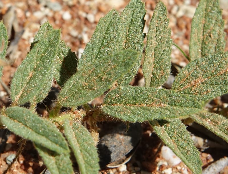 Hermannia tomentosa, L. Nanyeni 1231--Namibia. Hwy D1228, stop 1. DSC03368 (6).JPG