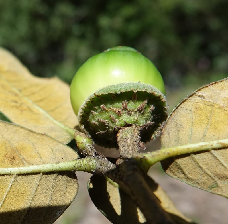 Quercus, C. Davidson 13759--China. Sichuan. Yibailingba-gou. 12 Aug 2017. DSC04660 (400).JPG