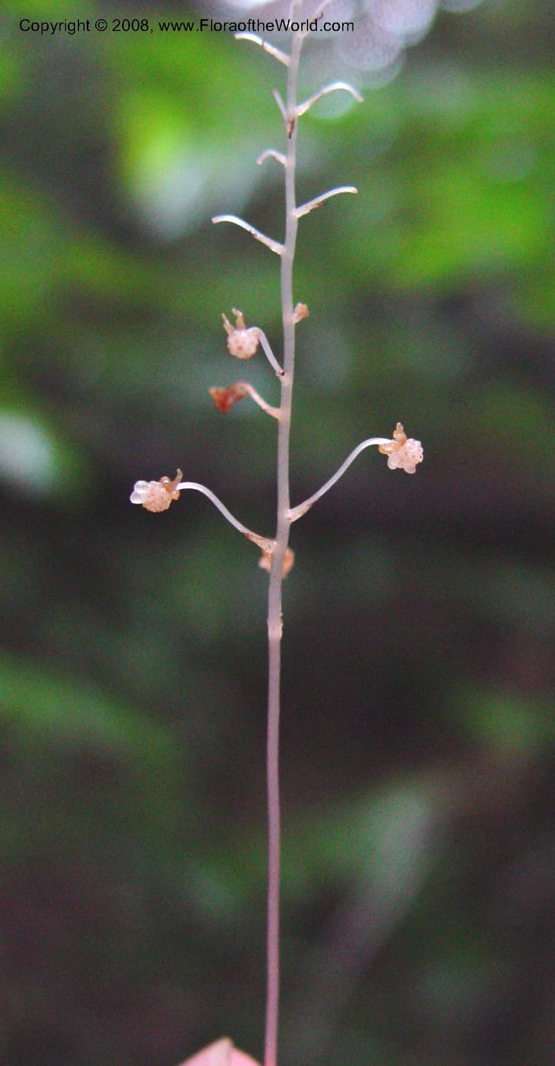 Sciaphila albescens, JSmith4184--Fr. Guiana. Kaw Mts. 'Caves Trail'. 20 Mch 02. 005B.jpg