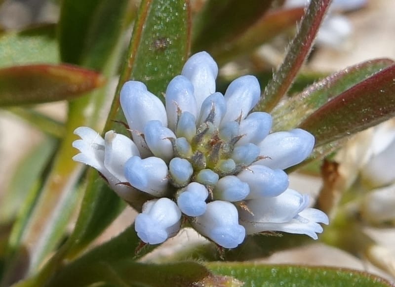 Conospermum nervosum, Davidson, C 13429--Australia. W.A. Green Head-Coorow Rd. Stop 2. 24 Oct 2016. DSC04873 (153).JPG