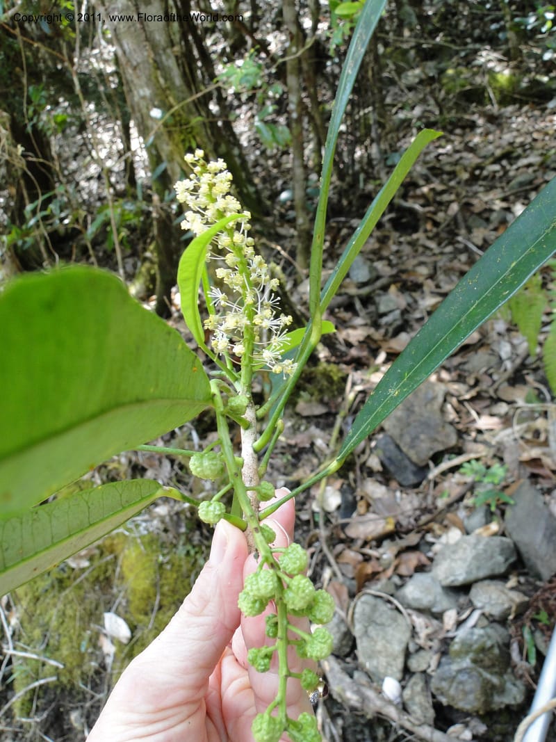 Codiaeum peltatum, M. Callmander 772--New Caledonia. Upper Tene River Valley. 19 Jan 2010. 783 (15).JPG