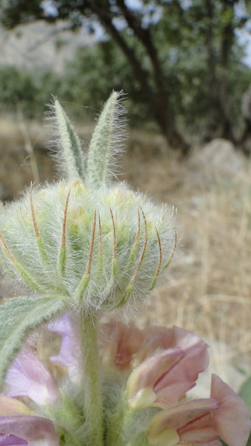 Phlomis rigida, A. G. Miller 118.A20--Iraq. Kurdistan. Shakh-i Pira Magun. 9 June 2010. 014 (3).jpg
