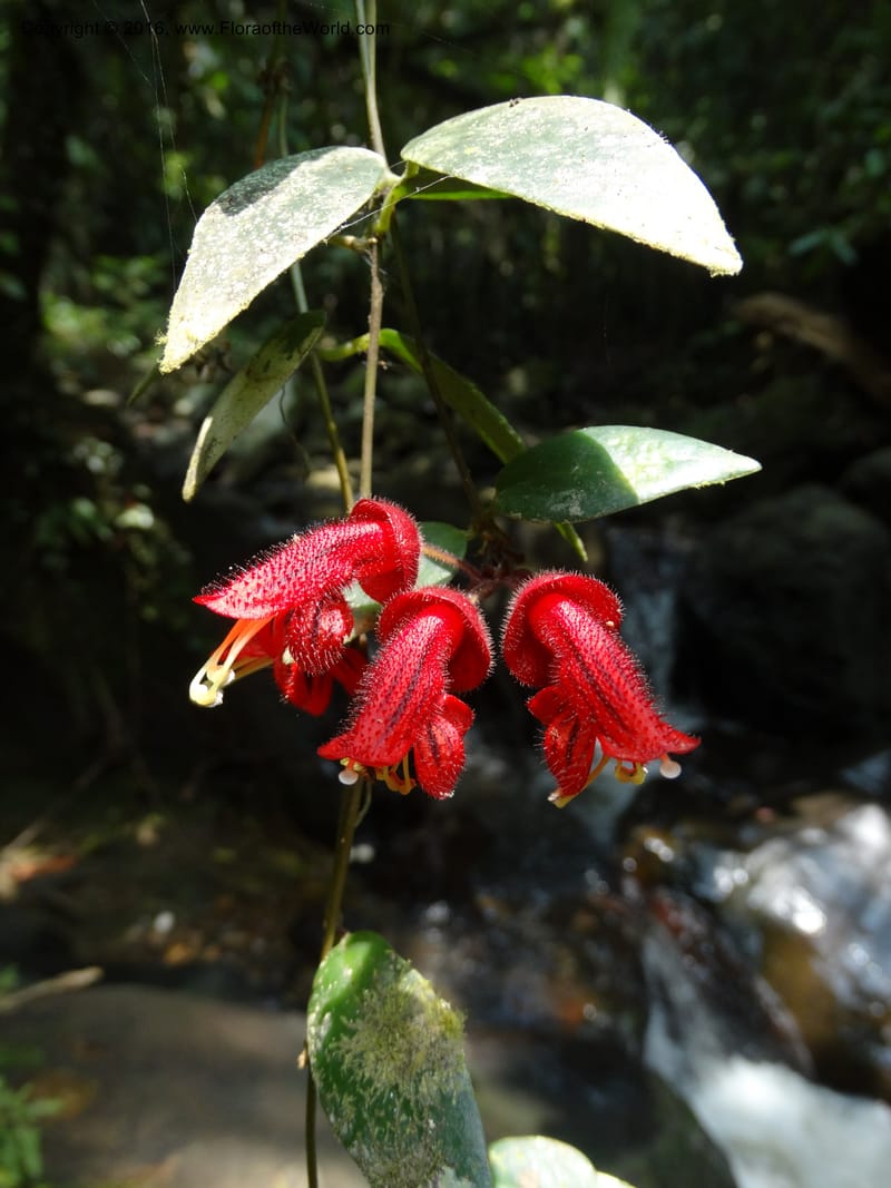 Aeschynanthus, Davidson, C 12673--Sabah. Danum Valley. 4 Oct 2014. DSC01741 (180).JPG