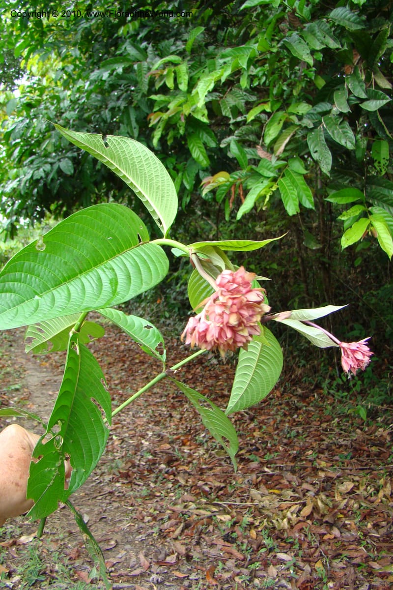 Psychotria, Vasquez 34809--Peru. Loreto. Dist. Nauta. Miraflores, Rio Tigre. 10 Nov 08. 483.jpg