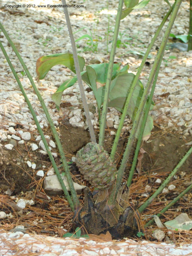 Ceratozamia euryphyllidia--MX. Oaxaca. Jardin Etnobotanico. 11 Sep 08. 004.jpg