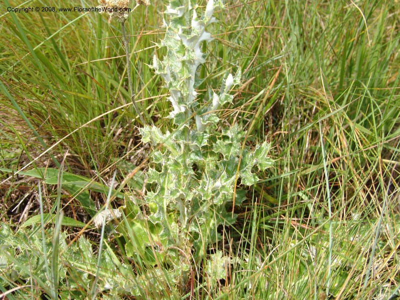 Berkheya--So.Africa. E. Cape. Waringham Farm, Quanti Area, Stut. 8 Mch 05. 394.jpg