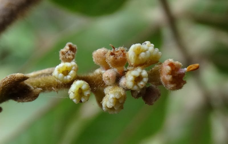 Alectryon vitiensis, Munzinger, J 7376--Fiji. Valeni Vill. 6 Nov 2015. DSC09910 (25).JPG