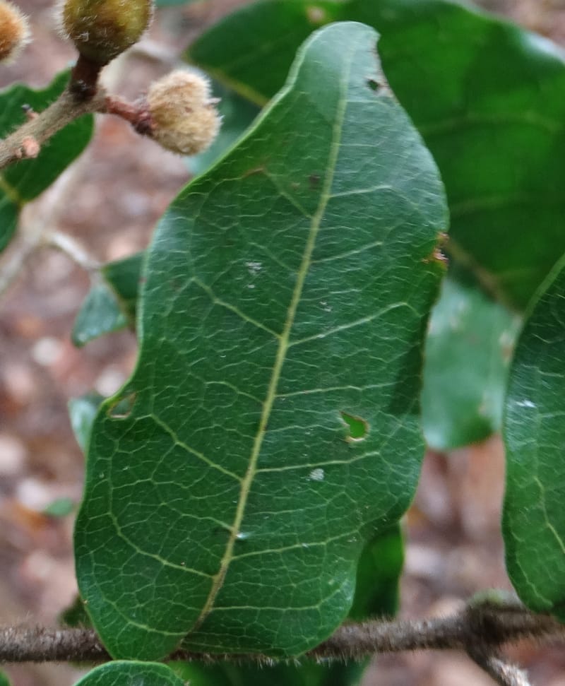 Alectryon hirsutus, Munzinger, J 7422--New Caledonia. Foret du Koghi. 13 Nov 2015. DSC02196 (79).JPG