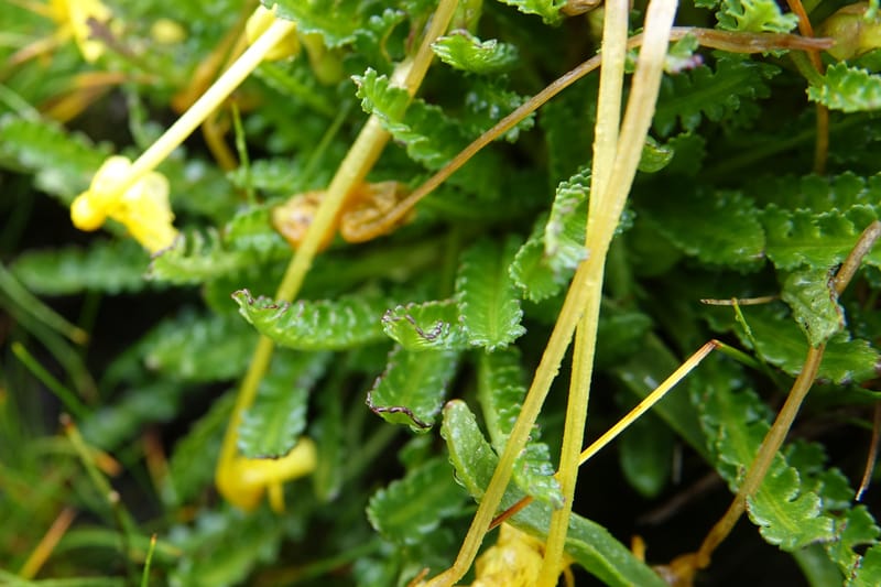 Pedicularis, C. Davidson 13785--China. Sichuan. Daocheng Xian. 14 Aug 2017. DSC05676 (19).JPG