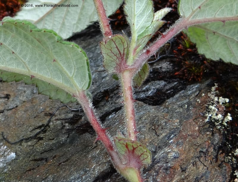 Rubus, Ulloa, C 2384--Ecuador. Azuay. Matanga. 2 Oct 2012. DSC06351 (316).JPG