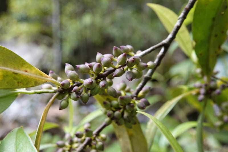 Rapanea faberi, D. Boufford 44108--China. Yunnan. Lao jun Shan. 30 Apr 2018. DSC00424 (304).JPG