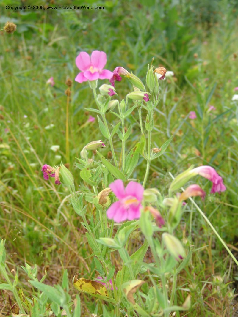 Mimulus lewisii, CDavidson11112--ID. Adams Co. For. Serv. Rd. 453, to Goose Lk. 20 Jul 07. 111.jpg