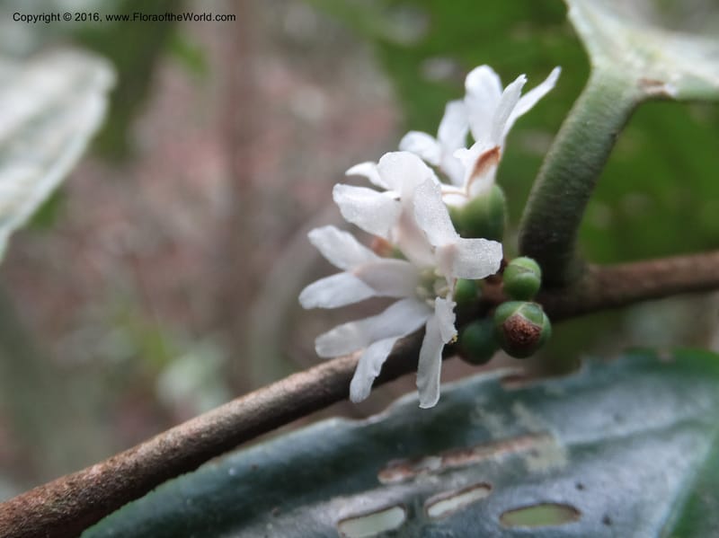 Erycibe, Davidson, C 12887--Sabah. Sapa Paya For. Res. 23 Mar 2015. DSC00001 (106).JPG