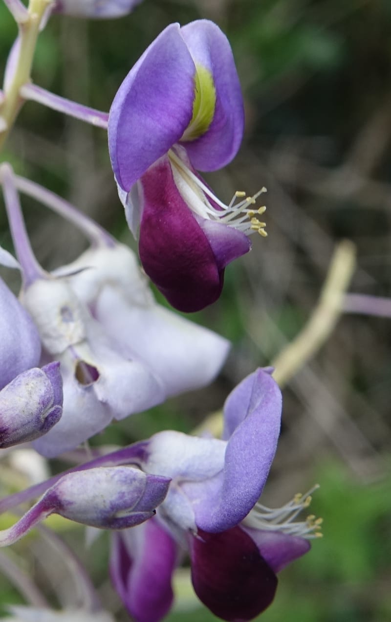 Callerya megasperma, Davidson, C 13335--Australia. Qld. Austinville Rd. 17 Oct 2016. DSC02741 (38).JPG