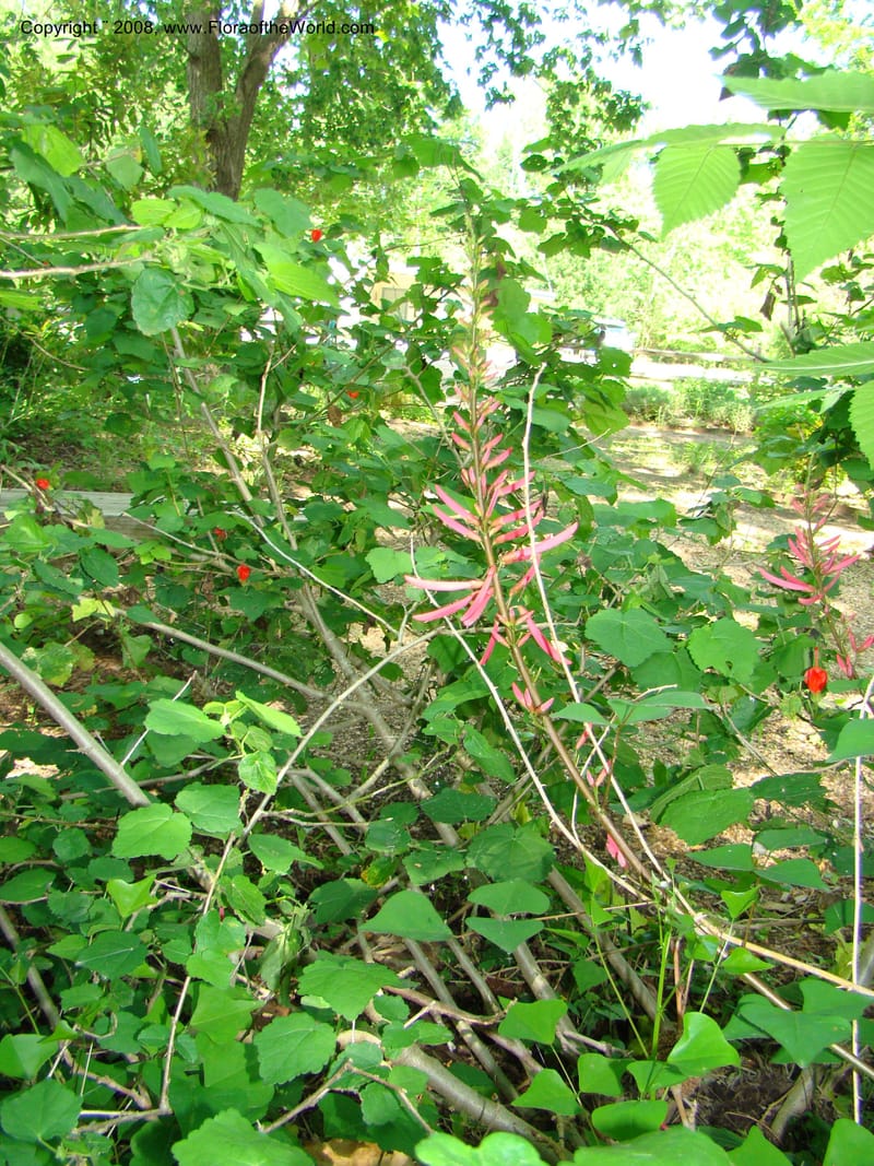 Erythrina herbacea--TX. Harris Co. Sheldon Lake St Pk. 26 Apr 08. 007.jpg