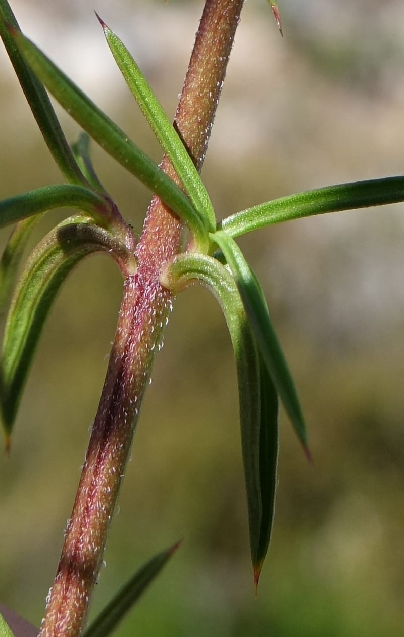 Hemiandra pungens, Davidson, C 13446--Australia. W.A. Beekeeper's Trek. 25 Oct 2016. DSC05537 (107).JPG