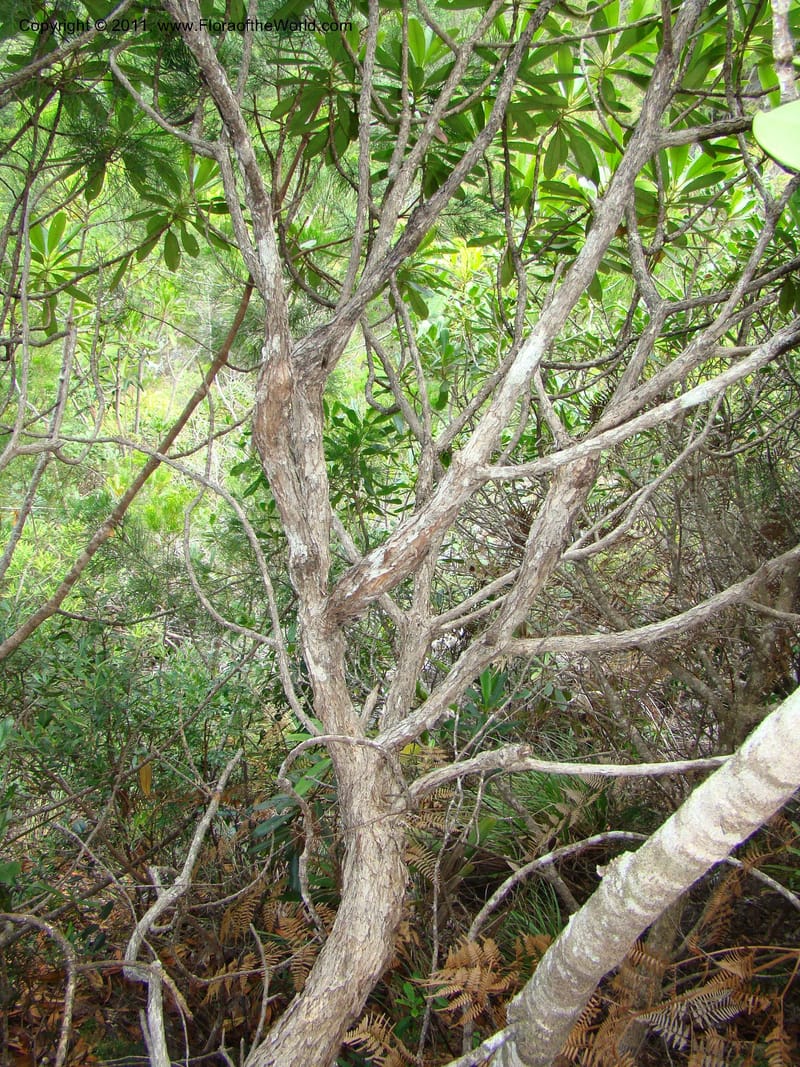 Carpolepis laurifolia, M. Callmander 831--New Caledonia. Mont Dzumac road. 23 Jan 2010.  001 (610).jpg