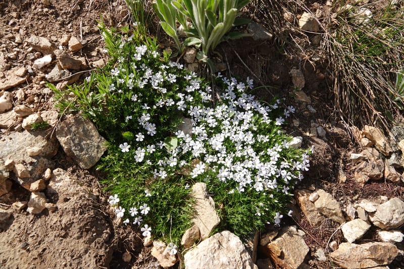 Phlox caespitosa, C. Davidson 13842--ID. Shoshone Co. Freezeout Rd. FR 301. 10 Jul 2018. DSC06582 (420).JPG