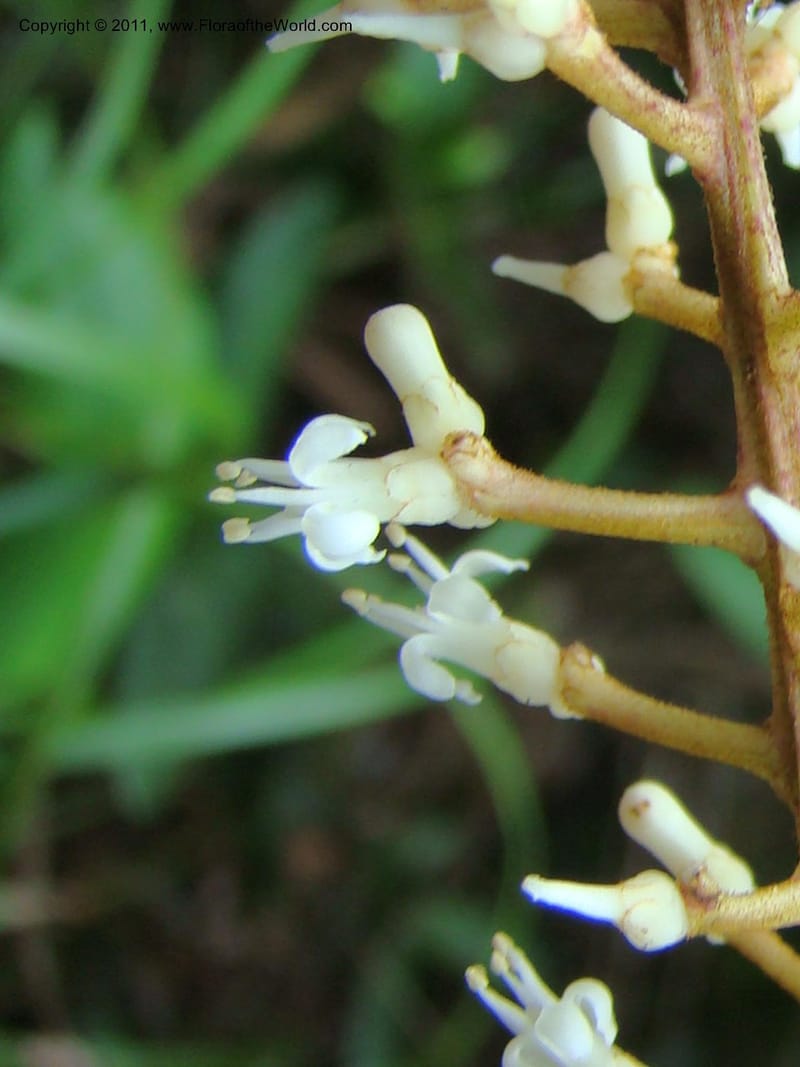 Citronella, P. Lowry 7215--New Caledonia. 618 (5).jpg