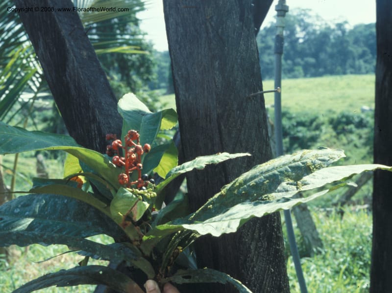 Ouratea costaricense, CDavidson8968--Costa Rica. Limon. Hda. Tapezco-La Suerte. 30 Aug 79. 001.jpg