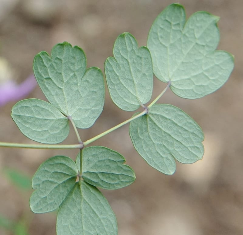 Thalictrum delavayi, C. Davidson 13765--China. Sichuan. Yibailingba-gou. 12 Aug 2017. DSC04660 (243).JPG