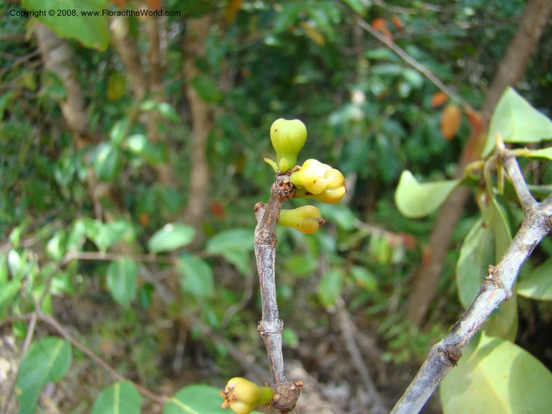 Garcinia neglecta, JMunzinger4669--N.Caled. Dumbea Dam in Dumbea Riv, S of Noumea. 11 Nov 07. 266.jpg