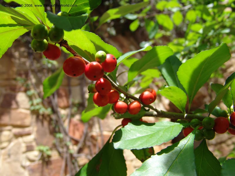 Ilex decidua--TX. Johnson Wildflower Center. 13 Jun 04. 230.jpg